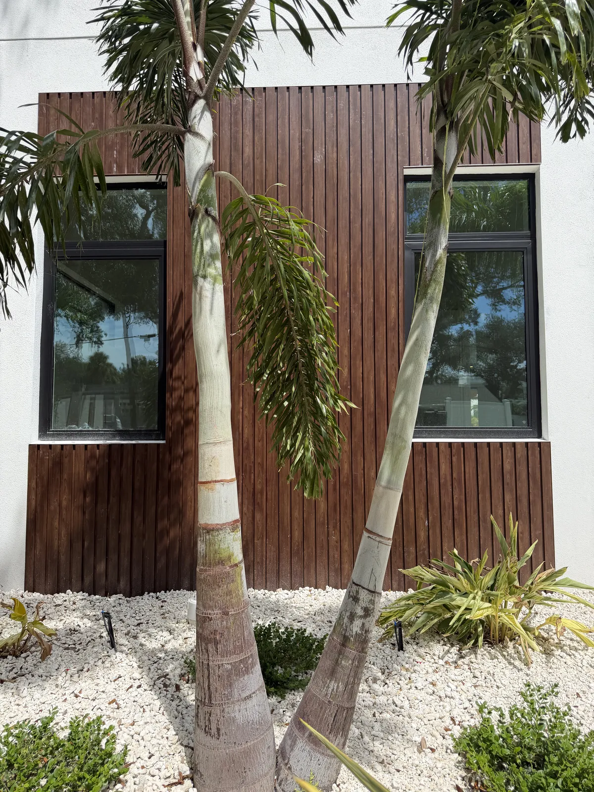 Dark woodgrain aluminum cladding in vertical slats framing two black windows on a white stucco wall, two palms and a white rock bed in front